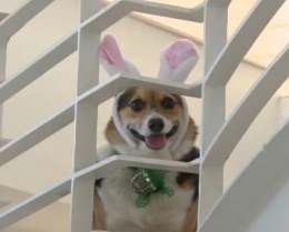 an easter bunny puppy