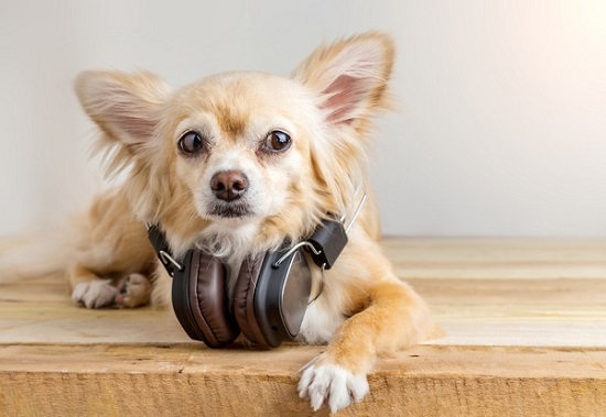 audible for dogs